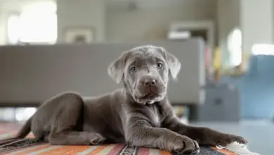 What to Feed Your Labrador Puppy