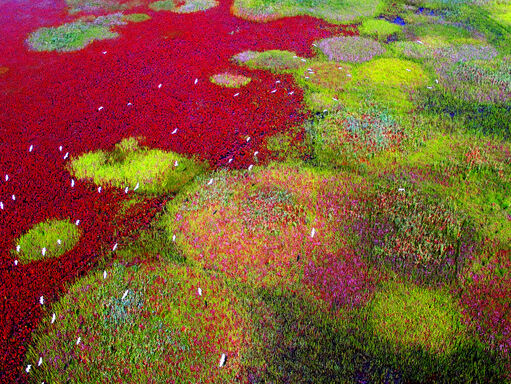 Patrimoine mondial et biodiversité