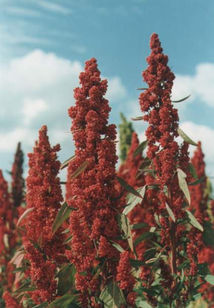 Quinoa In Field.jpg