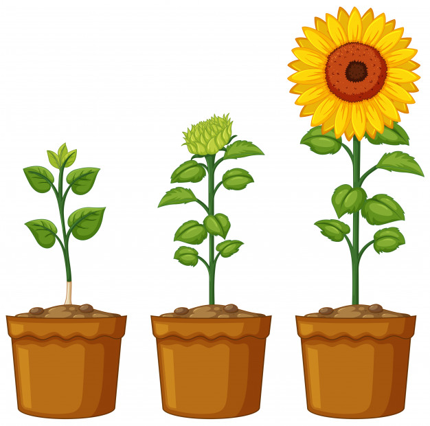 Sunflower  free sunflower vectors photos and psd files free download clip art