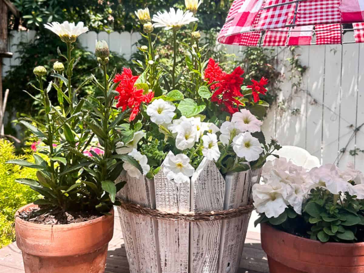 A garden scene featuring colorful flowers in various pots and a charming picket fence. A large white wooden flower pot holds white daisies, red flowers, and white petunias. A smaller terracotta pot has green plants and white flowers. A red and white checkered umbrella is in the background.