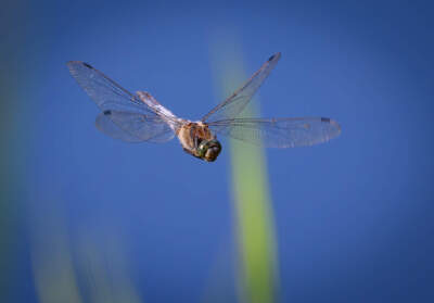 A large dragonfly flies over a body of water. (Patrick Pleul/Picture Alliance via Getty Images)