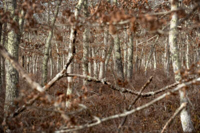 An area of unmanaged woodland on Martha's Vineyard where The Nature Conservancy plans to restore the ecosystem to promote rare biodiversity. (Robin Lubbock/WBUR)