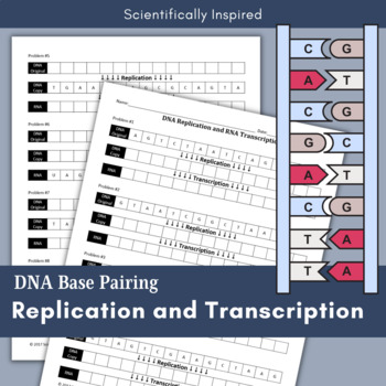 Dna and Replication Worksheet Dna Replication Transcription and ...