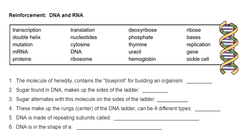 transcription | The Biology Corner - Worksheets Library