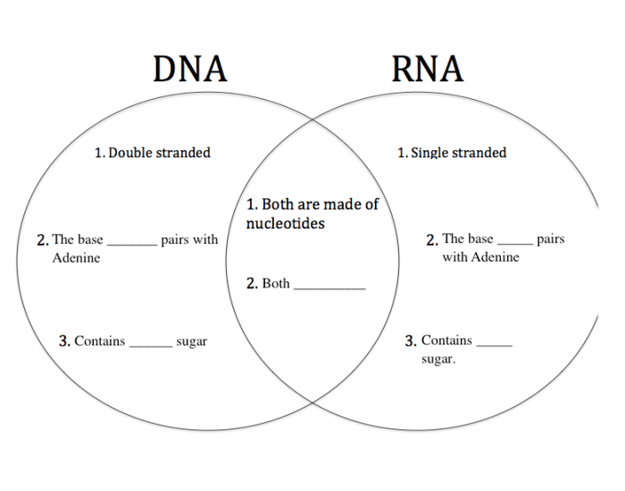 DNA vs RNA Venn Quiz - Worksheets Library