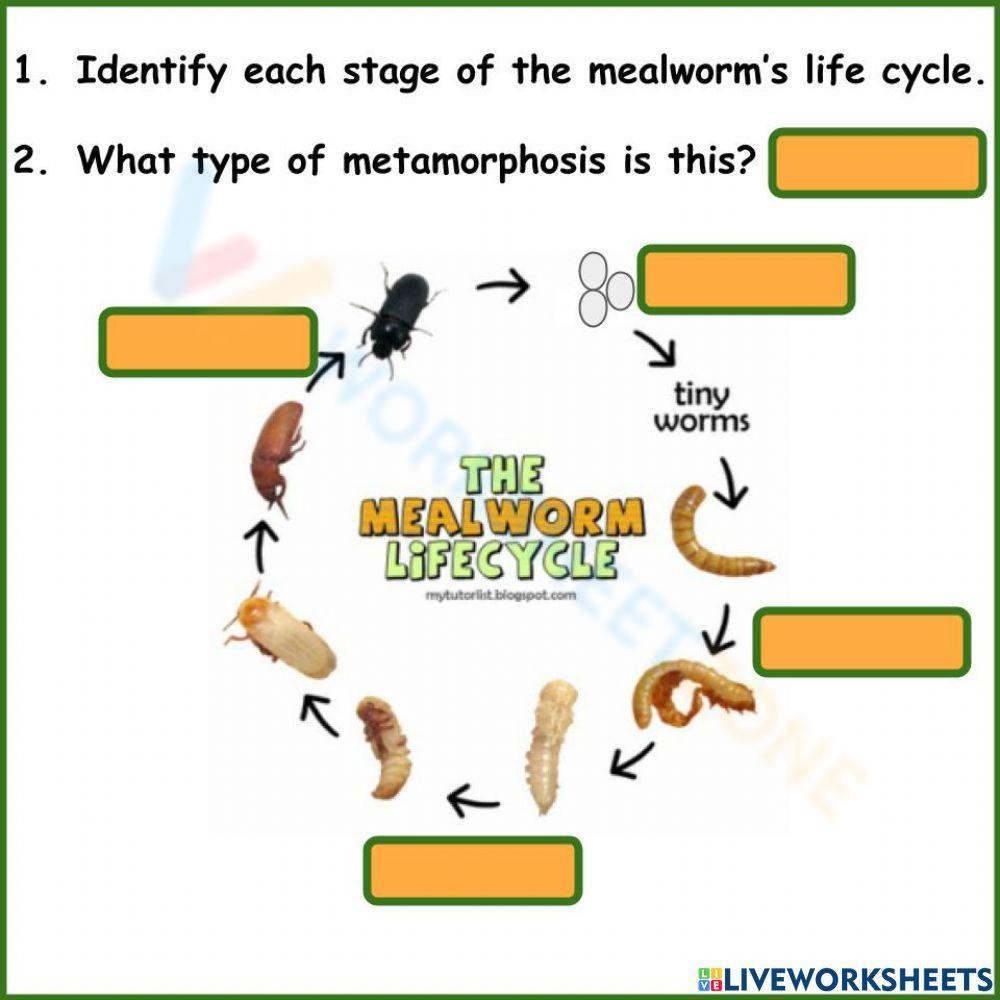 Mealworm Life Cycle Clipart Set Download - Worksheets Library