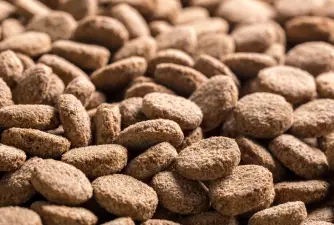 When Was Dog Food Invented? - Complete Timeline