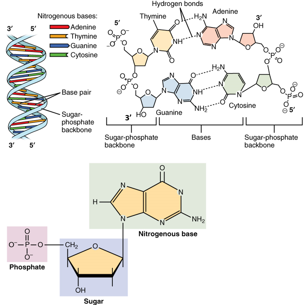 Dna And Rna Compare And Contrast