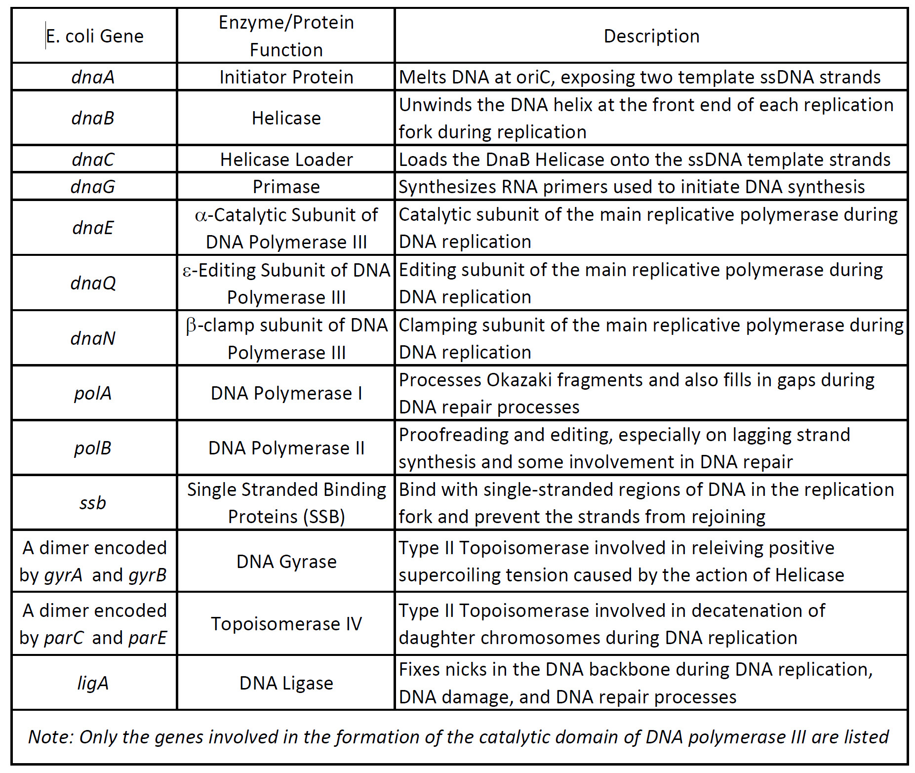 donde quiera Noreste Río arriba enzymes used in dna replication ...