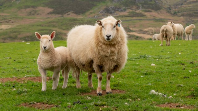 Article thumbnail: A ewe and lamb stood in front of hills on the edge of the Rhinogs at Llandecwyn. A rugged landscape in North Wales.