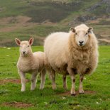 Article thumbnail: A ewe and lamb stood in front of hills on the edge of the Rhinogs at Llandecwyn. A rugged landscape in North Wales.