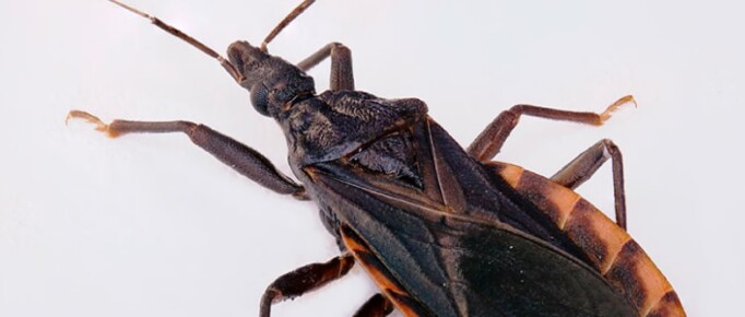 Doença de Chagas