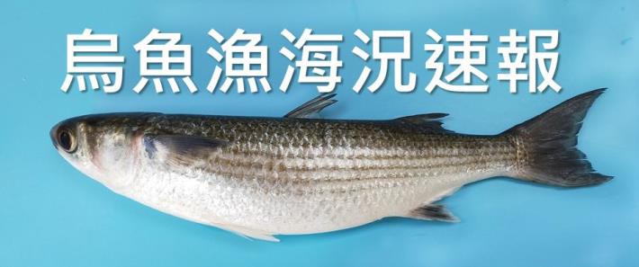 烏魚漁海況速報icon_v1109