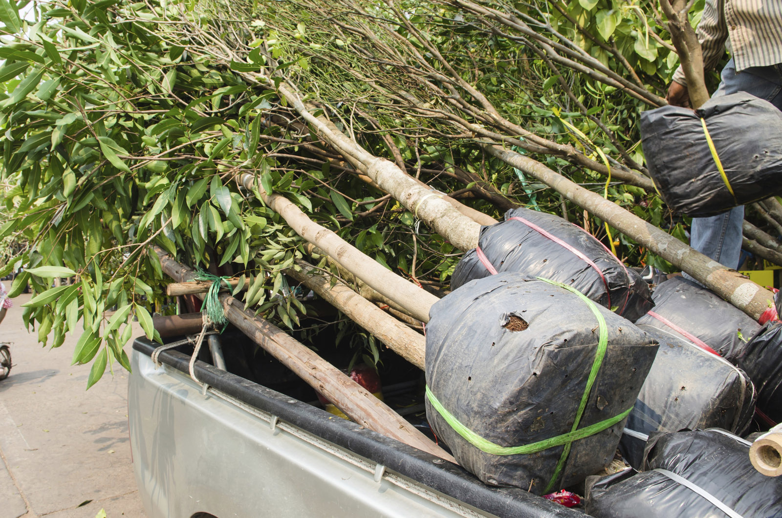 Everything you think you know about tree planting is wrong