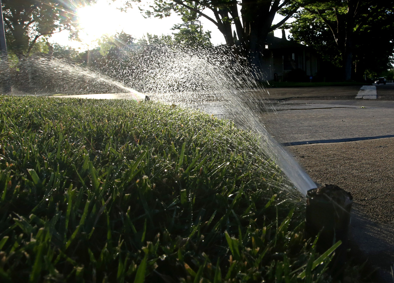 Staying hydrated: How to take care of your lawn, plants in blazing temps