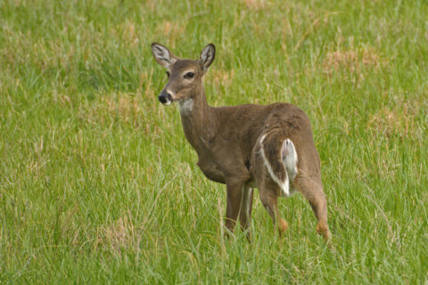 Garden Plot: A shocking cure for dastardly deer