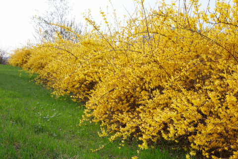 How to help your yard when the weather can’t make up its mind