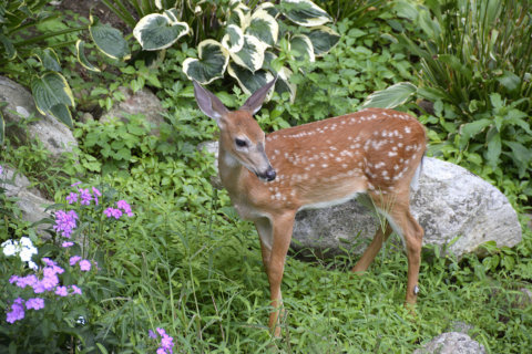 Spring smackdowns: Watch out for these fights in your garden