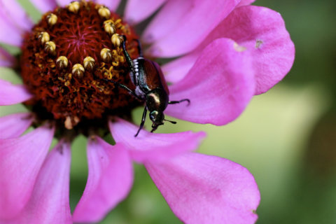 Beat all the beetles and keep your plants safe