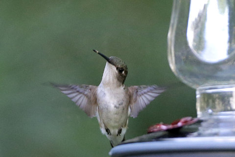 Attracting birds, bees with natural birdbaths and eliminating whiteflies