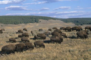 Bison charges and injures girl in Yellowstone