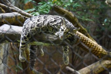 WATCH: Visitors can soon see rare clouded leopard cubs at National Zoo