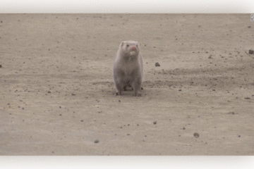 Up to 40K minks unleashed in Ohio town