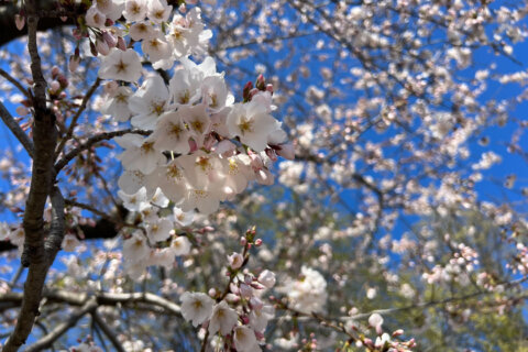 How accurate are those DC cherry blossom predictions?