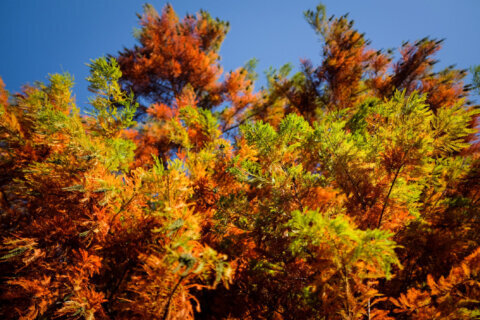 How droughts and extreme heat affect colorful fall foliage in DC area