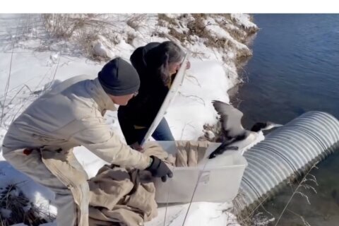 Lucky loon saved from frozen pond by Howard Co. couple