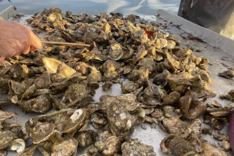 Why these oysters going in a Chesapeake Bay tributary won’t be destined for your dinner plate