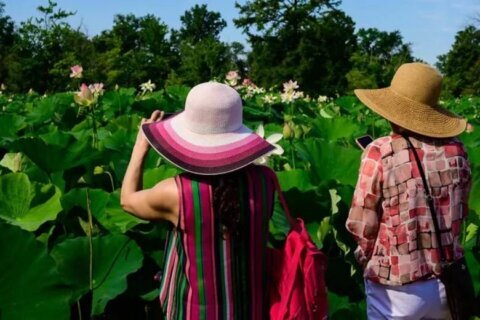 Big blossoms in peak bloom in DC at Kenilworth Aquatic Gardens’ Lotus Festival