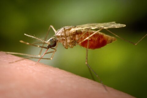 Case of West Nile virus reported in Maryland: What you need to know about mosquito-borne viruses