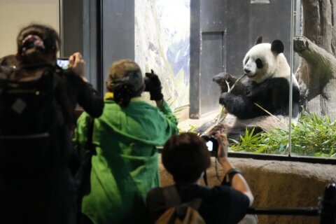 Japanese fans bid farewell to beloved panda pair before their return to China