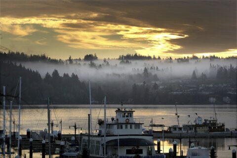 A river otter attacks a child at a Seattle-area marina