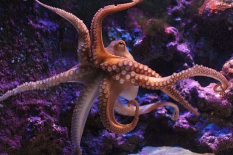 How octopuses inspired Virginia Tech researchers to create new type of adhesive