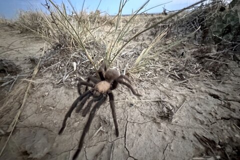 Spider lovers scurry to Colorado town in search of mating tarantulas and community