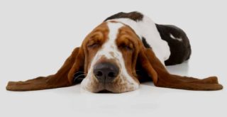 Sleeping Basset Hound with white background symbolising a dormant company status.