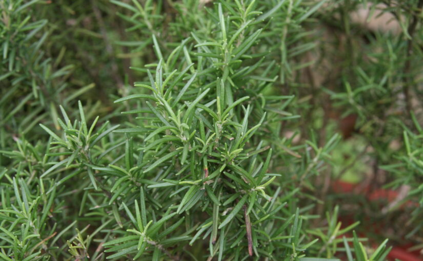 香草植物-迷迭香