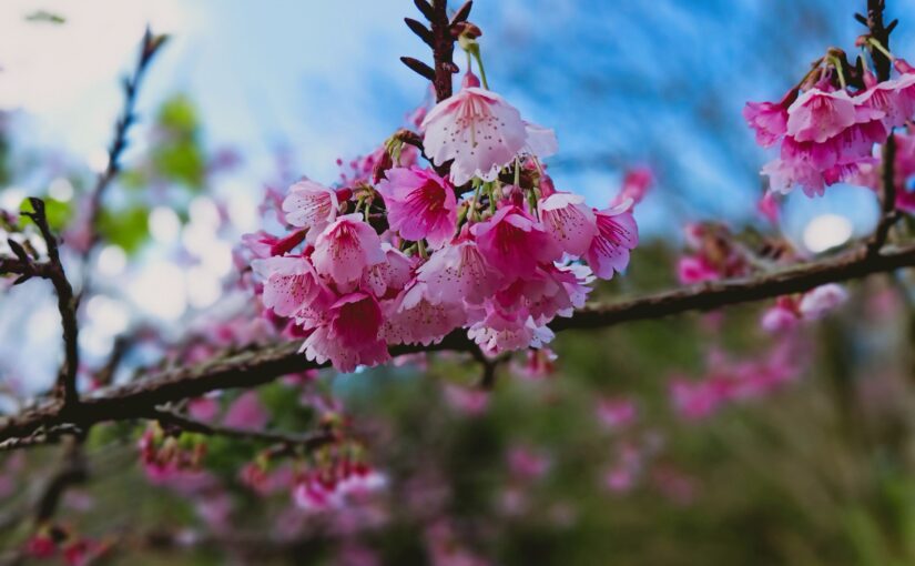 櫻花(約1-2月)