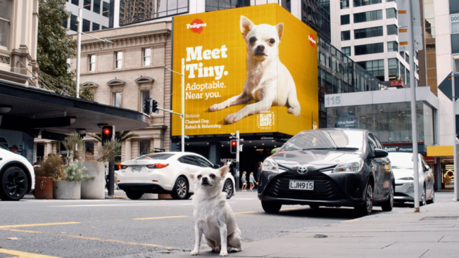 A Campaign That Used AI to House Dogs Just Won a Cannes Grand Prix