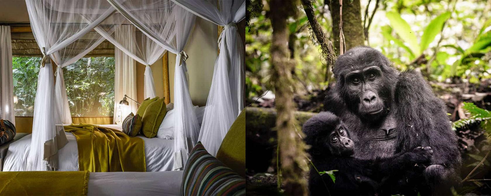 Sanctuary Gorilla Forest Camp