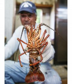 イセエビ初水揚げ　黒潮蛇行で年々量が減少、和歌山県串本