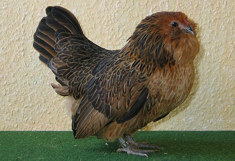 Barbu d’Anvers Chicken: A Tiny Star in the Poultry World