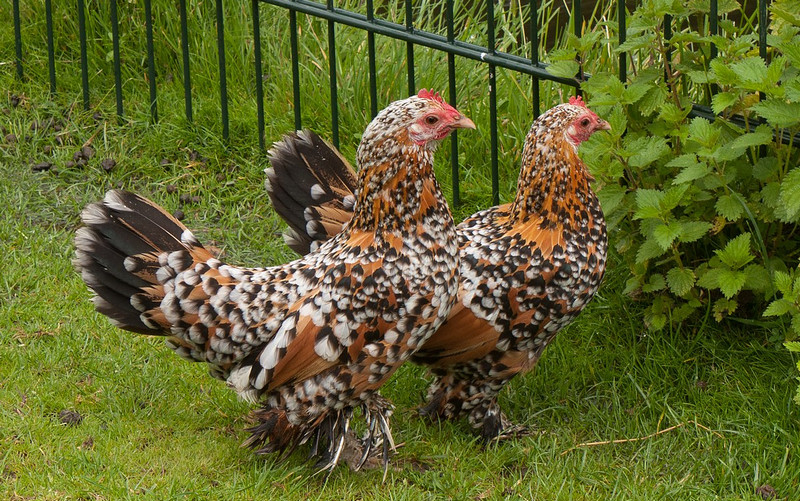 Booted Bantam Chicken: A Petite Poultry Wonder