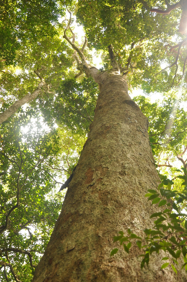 Apitong Tree: A Guide to Farming and Benefits