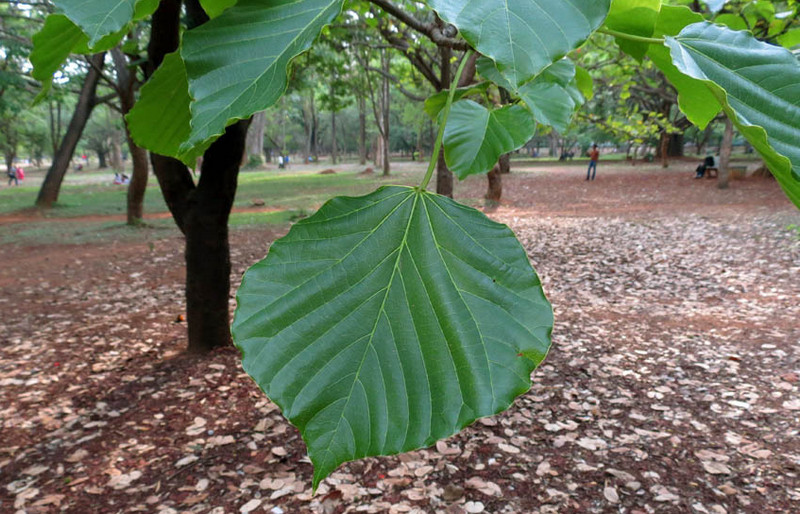 Baguilumbang Tree Farming: Benefits, Uses, and Importance