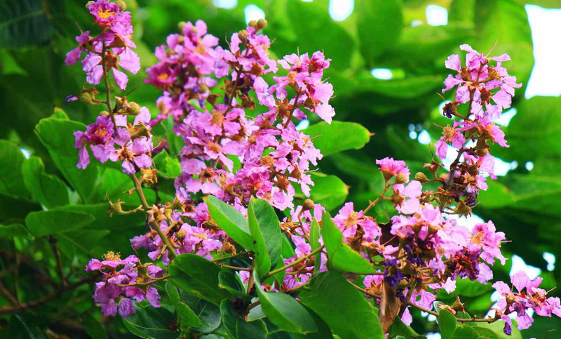 Banaba Tree Farming: Benefits, Uses, and Importance