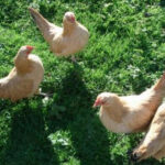 What Is Nankin Bantam Chicken? Characteristics, History, Behavior, and Temperament